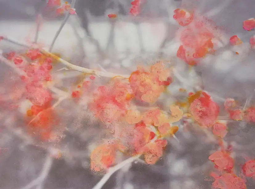 桜 by 一梦