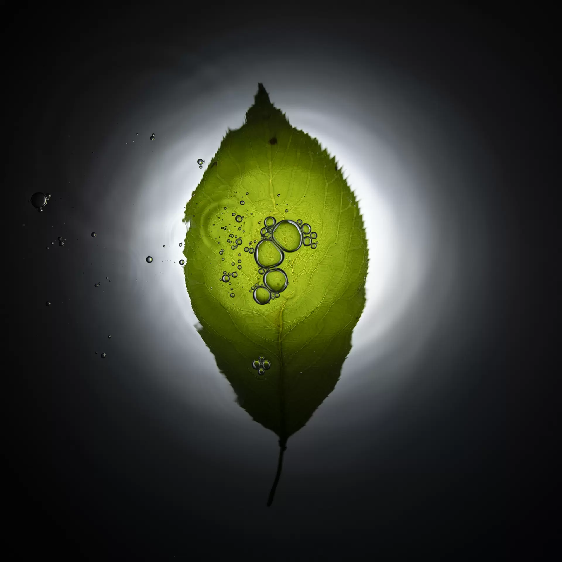 leaves and water bubbles