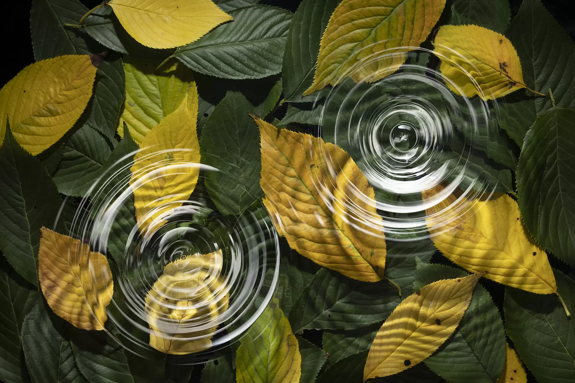 two water ripples
