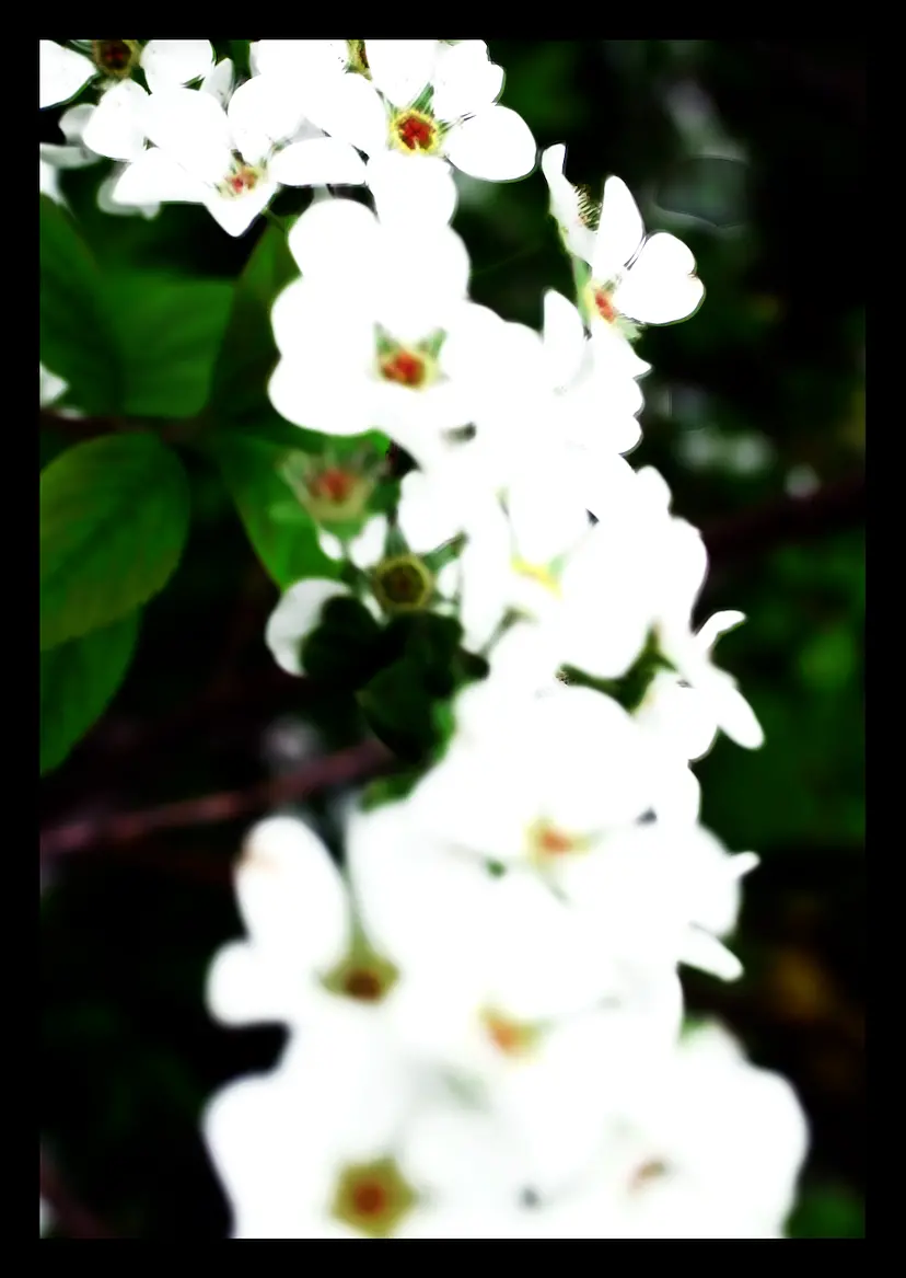 夢想花 By Moheji Active Records アートの販売 Artsticker