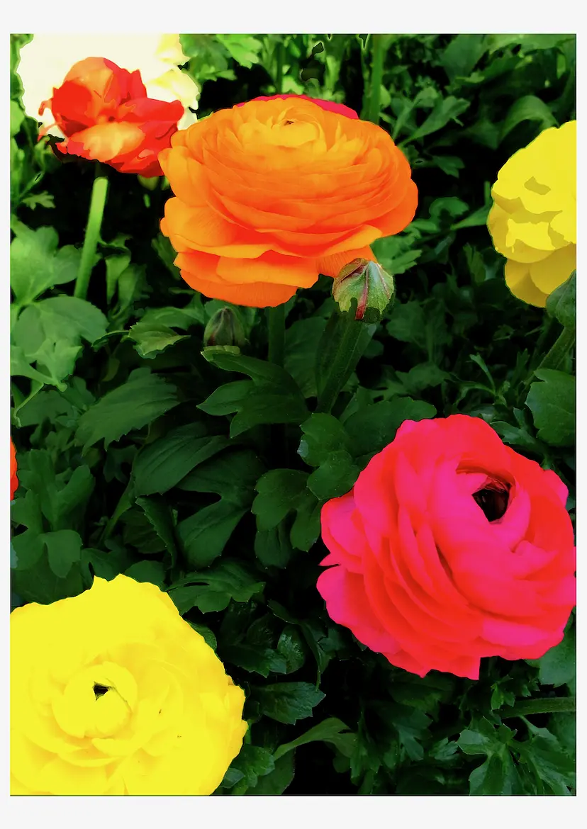 椿 by Moheji Active Records | 現代アートの販売・通販