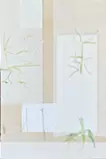 収集、周遊