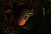 Dragon’s Egg