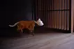Automatic Dolls:Cat Walker Prototype