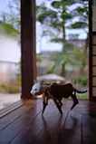 Automatic Dolls:Cat Walker Prototype