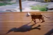 Automatic Dolls:Cat Walker Prototype