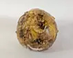 Planet -Chrysanthemum-