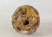 Planet -Chrysanthemum-