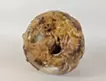 Planet -Chrysanthemum-