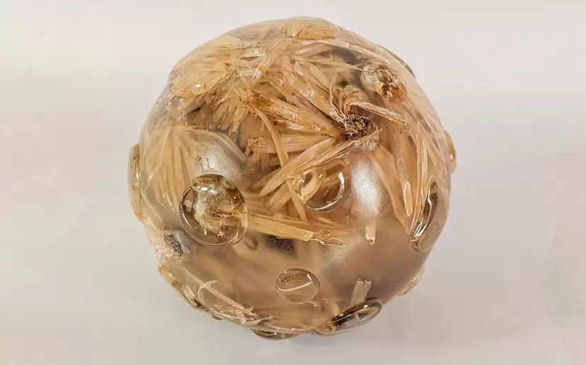 Planet -菊の花-2 by TAKU NISHIMURA