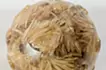 Planet - chrysanthemum flower-2