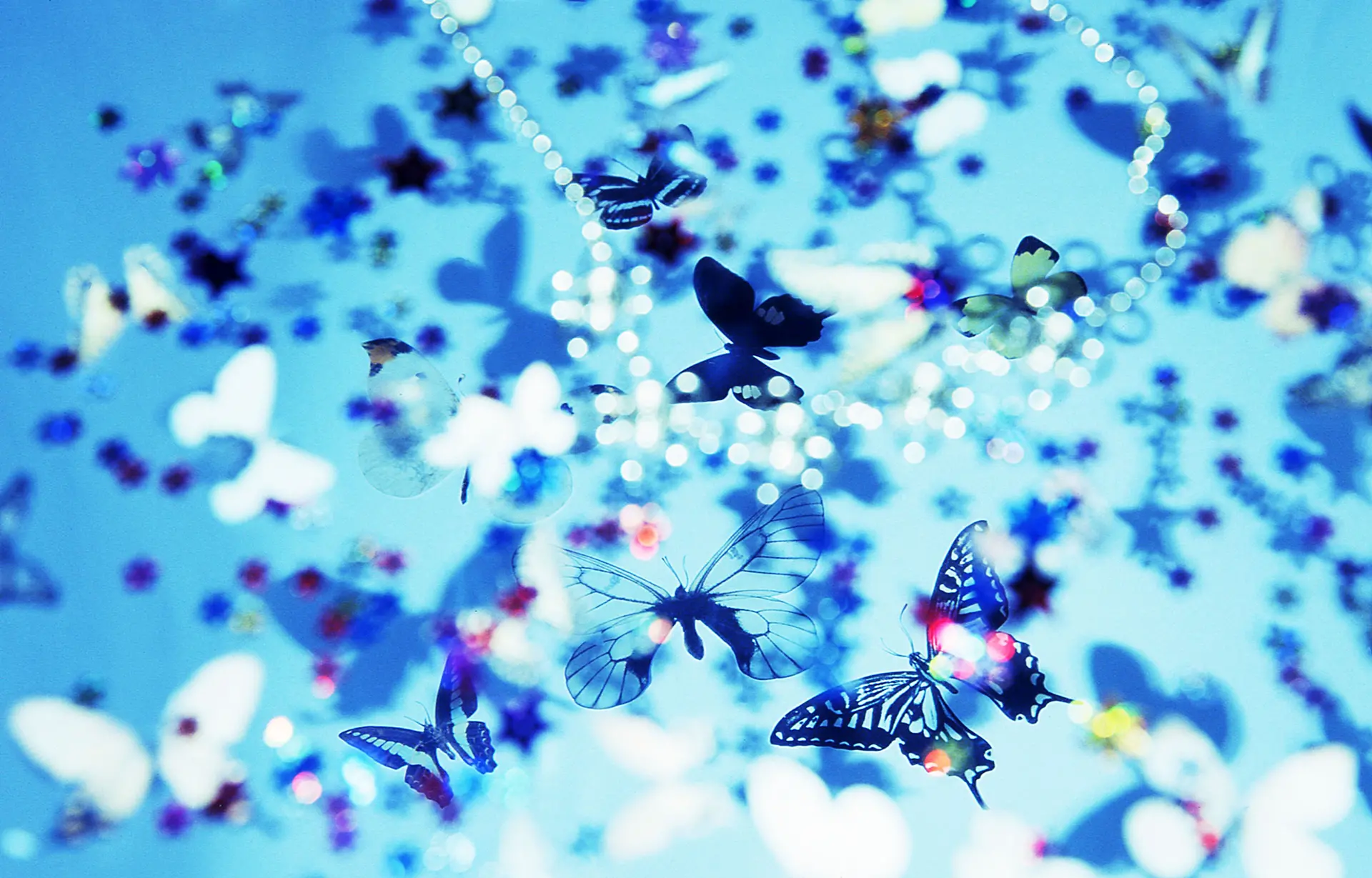 Blue Butterfly