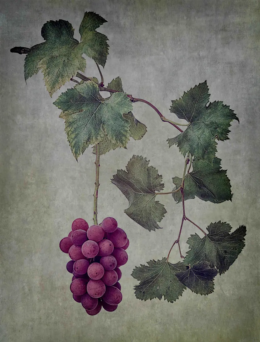 Vitis interspecific crossing 'Aki Queen' by Masumi Shiohara
