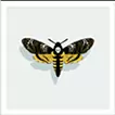 Acherontia #1