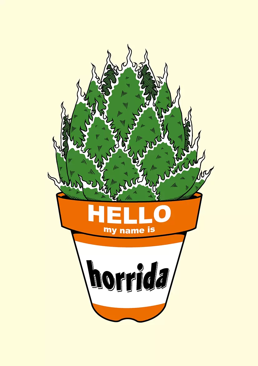 Agave horrida by GIRUVI