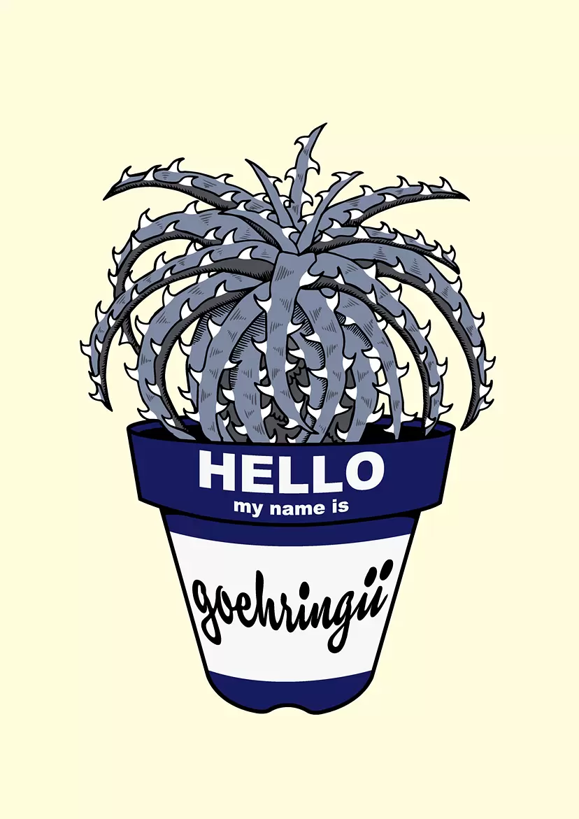 Dyckia goehringii by GIRUVI
