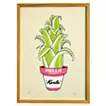 Hohenbergia 'Karla'