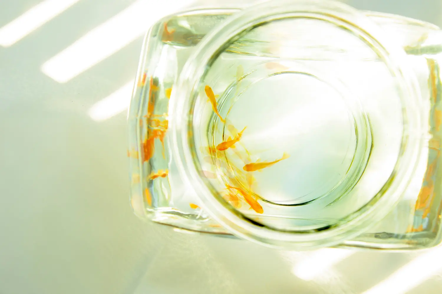 Being | 午後4時の風  goldfish