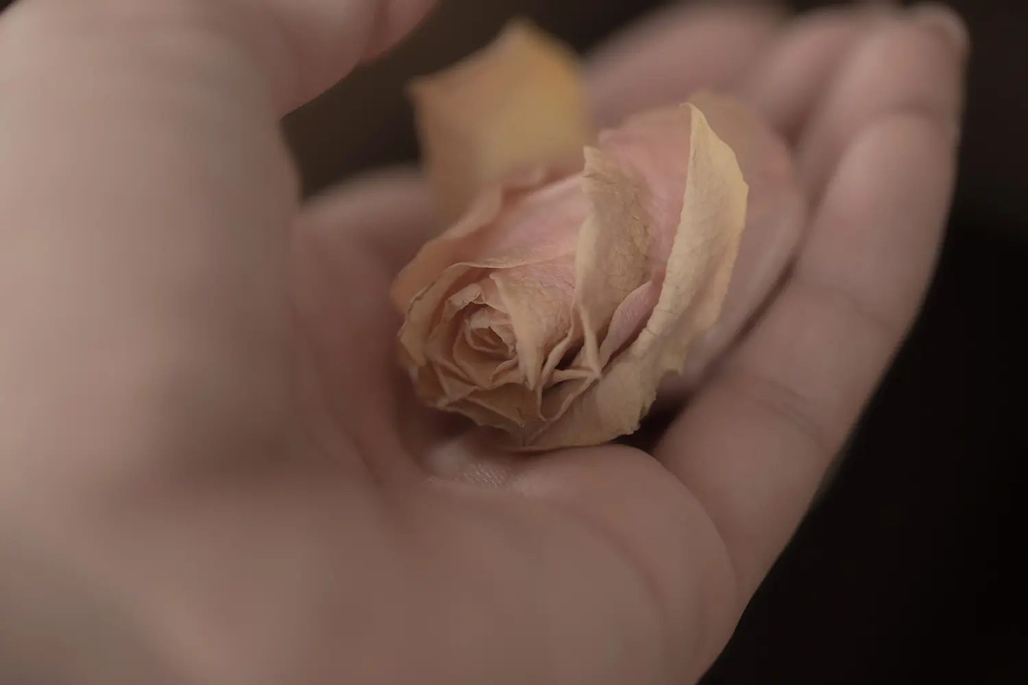 rose
