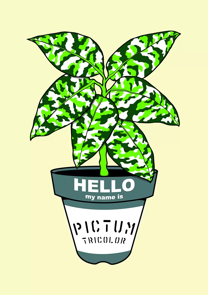 Aglaonema pictum tricolor by GIRUVIの購入 | 現代アートの販売・通販