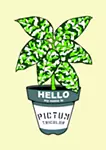 Aglaonema pictum tricolor