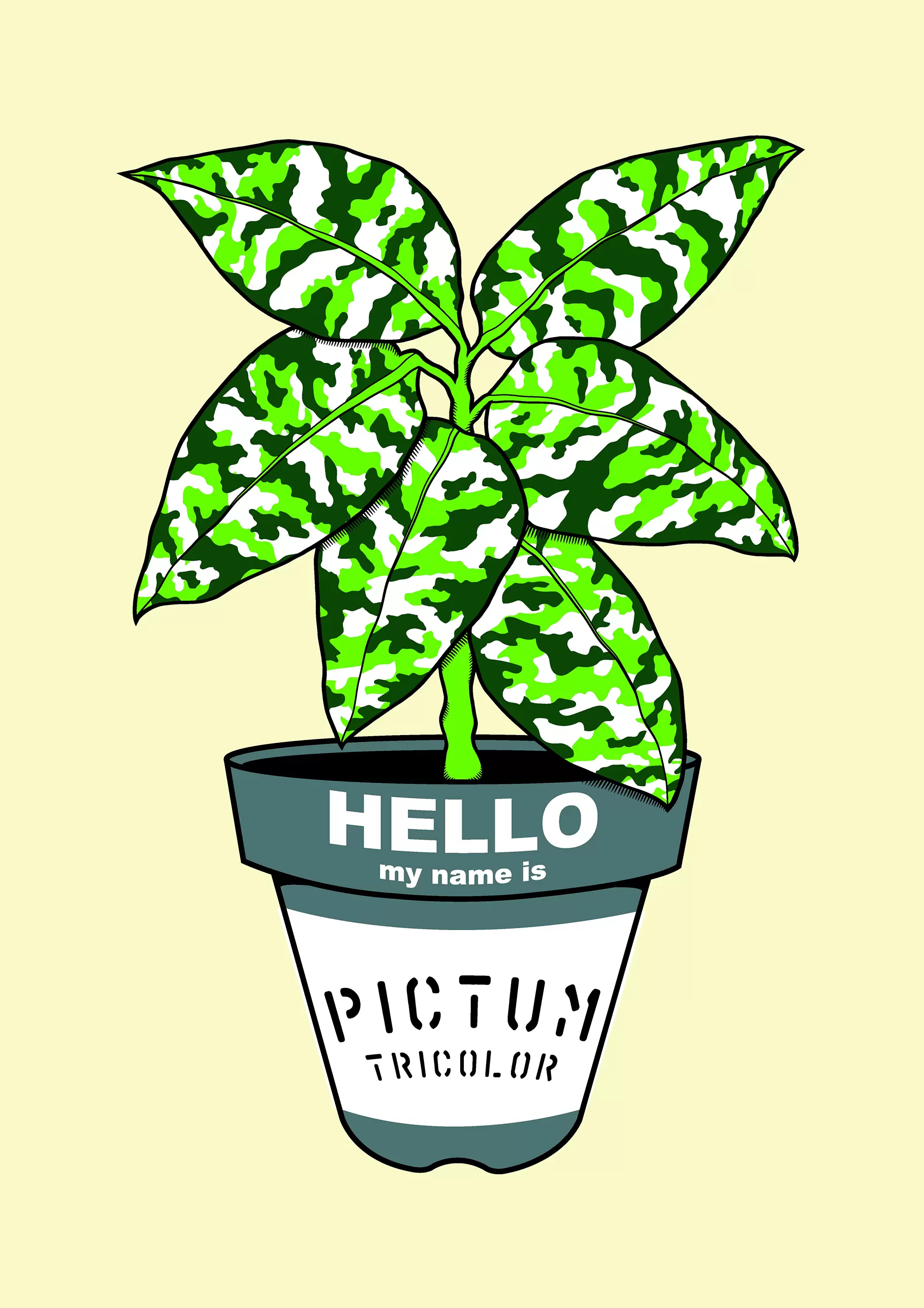 Aglaonema pictum tricolor
