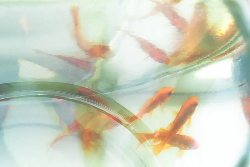Being | 午後4時の風  goldfish abstract by 岩本美和子