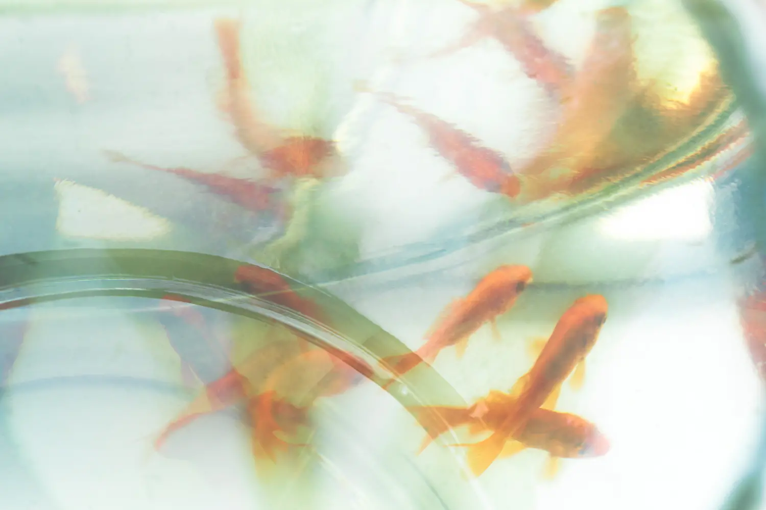 Being | 午後4時の風  goldfish abstract