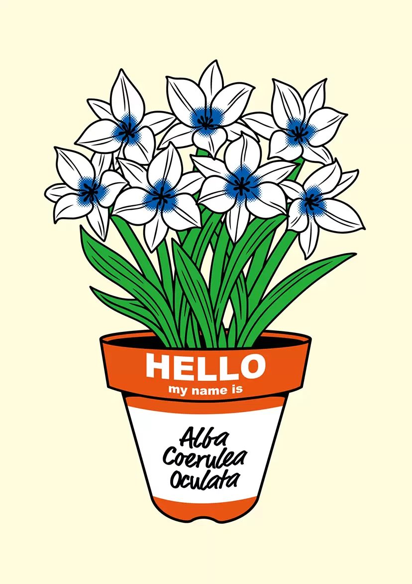 Tulipa 'Alba coerulea Oculata' by GIRUVI