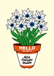 Tulipa 'Alba coerulea Oculata'