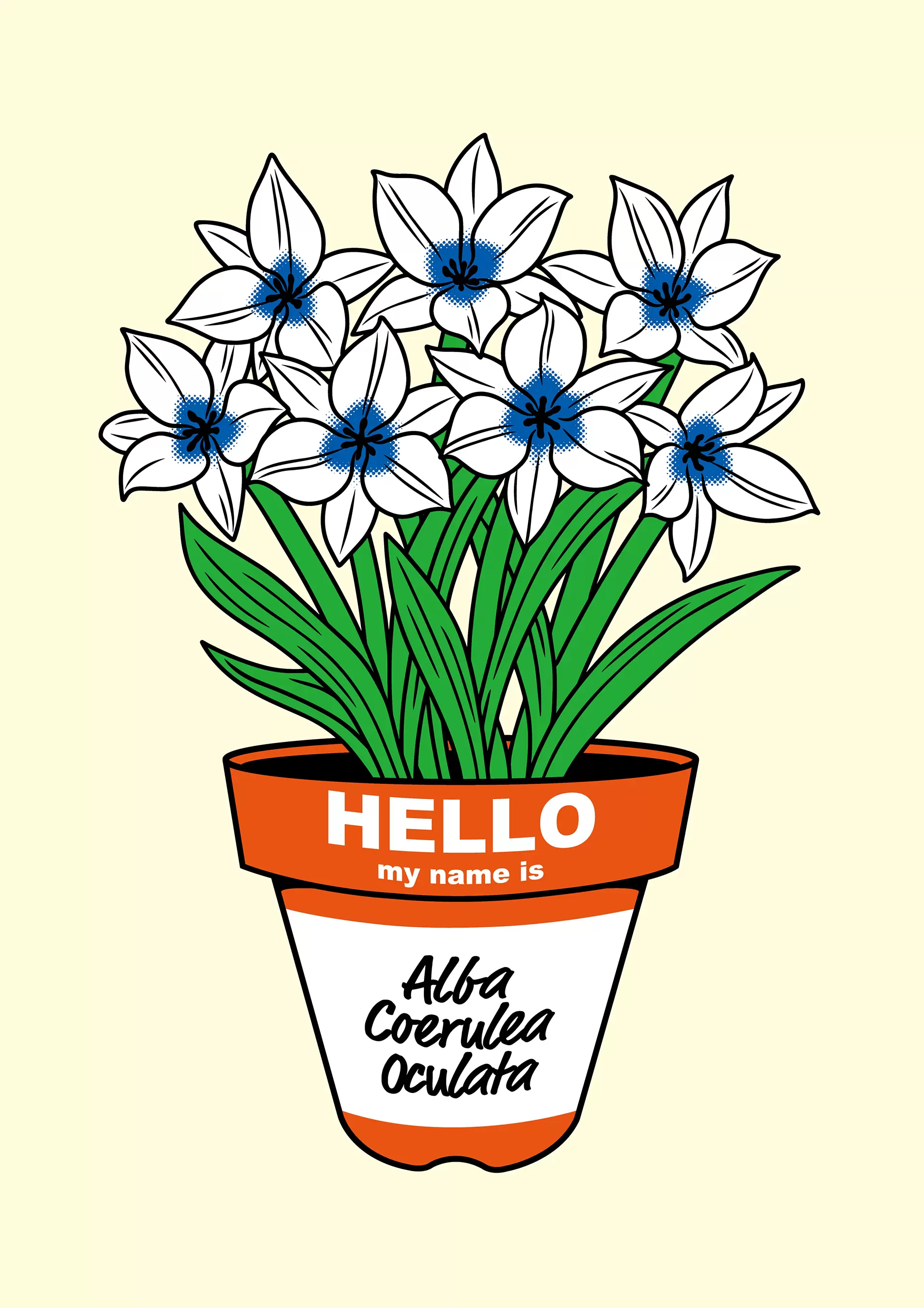 Tulipa 'Alba coerulea Oculata'