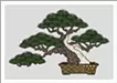 Goyomatsu　#2