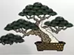 Goyomatsu　#2