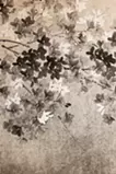 桜霞