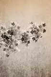 桜霞