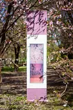 春告草 - scent of spring