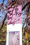 春告草 - scent of spring
