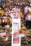 春告草 - scent of spring