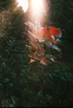 木漏れ日 - a ray of sunlight