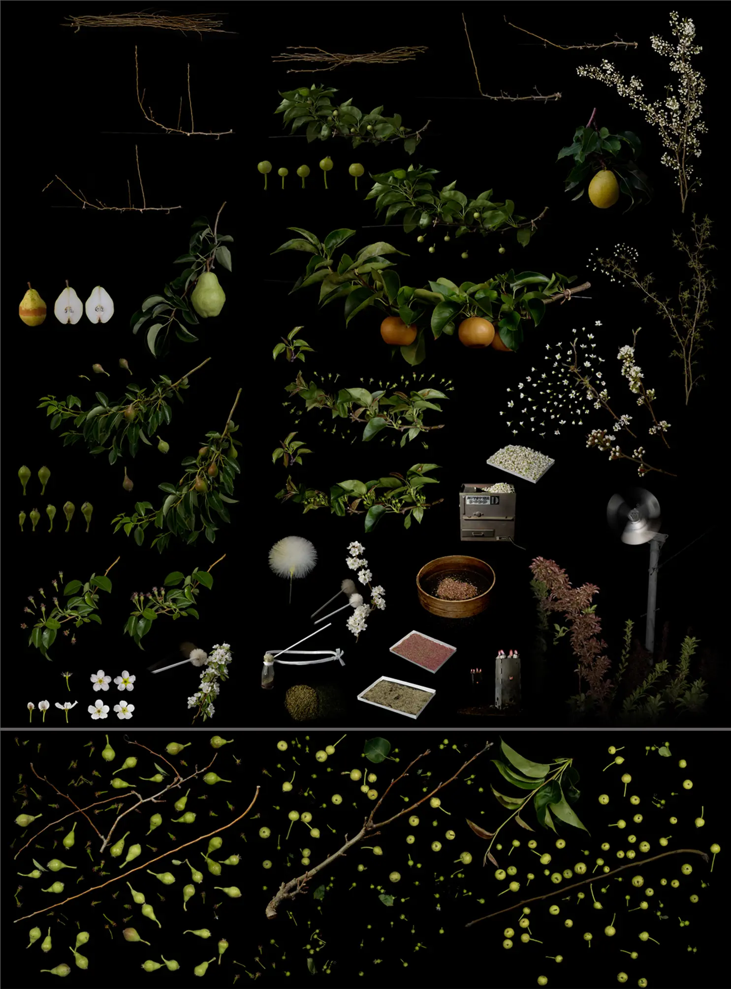 Masumi Shiohara的果物 梨 りんご すもも プルーン の主な作業と生育過程 当代艺术的网上艺术商店 Artsticker