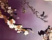 Picture Arrangement/Sakura