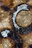 暁天に羽打てば