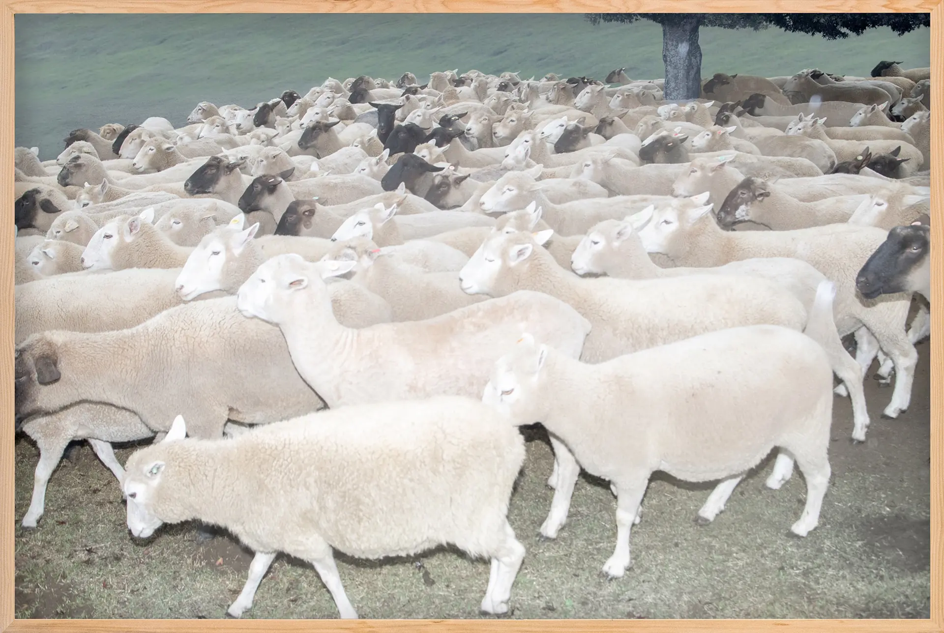 A Flock of Sheep（2/ed10+AP1）