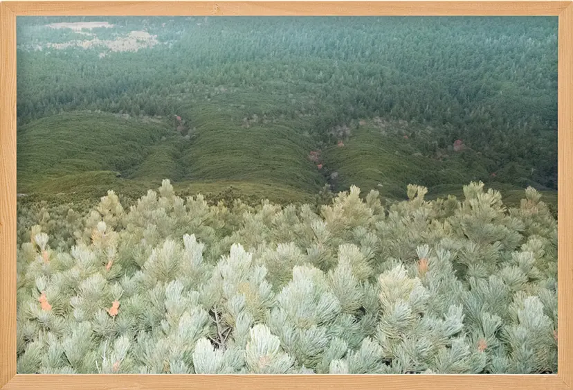 Pine Trees（2/ed10+AP1） by 遠藤文香