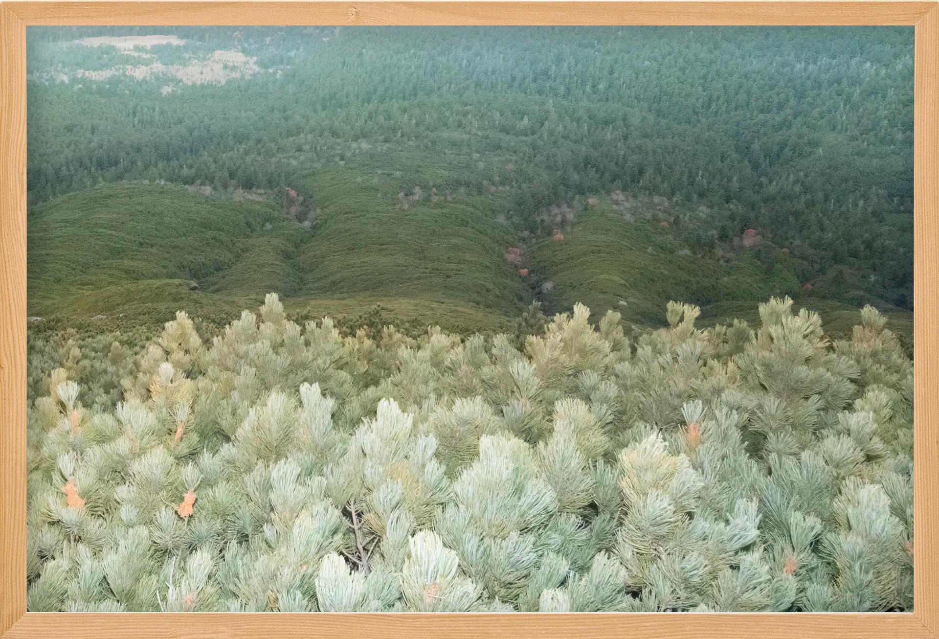 Pine Trees（2/ed10+AP1）