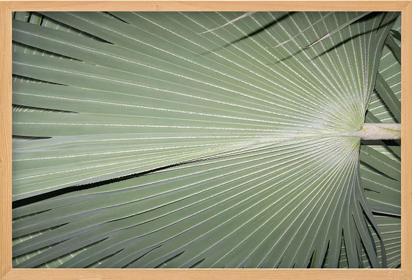 Veins of a Leaf（2/ed10+AP1） by 遠藤文香