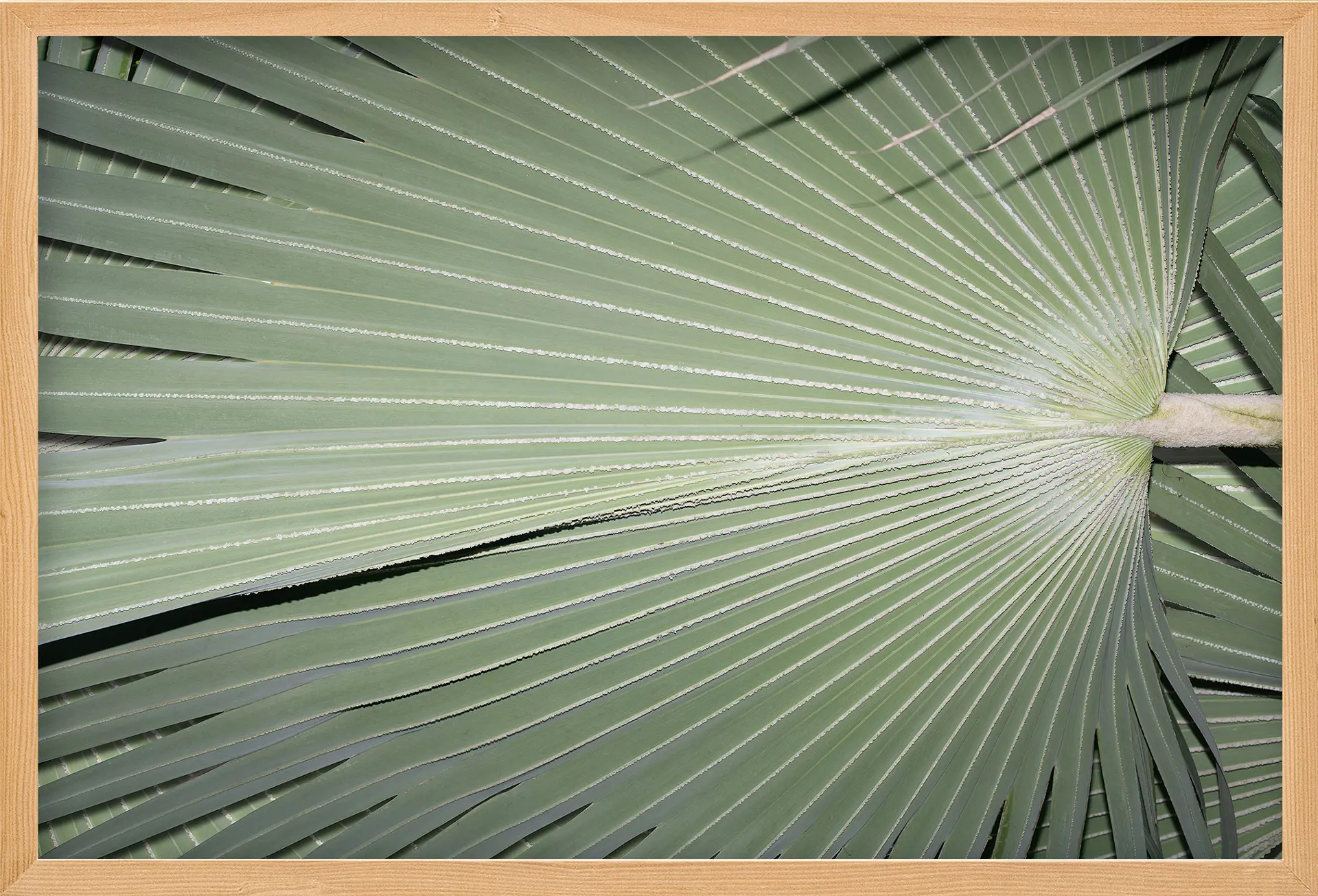 Veins of a Leaf（2/ed10+AP1）