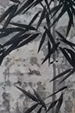 竹木洩れ陽