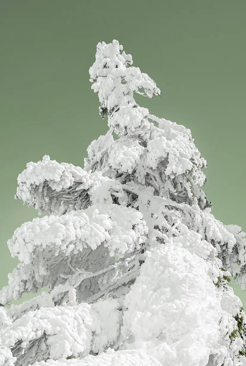 Ice-covered Tree（1/ed10+AP1） by 遠藤文香