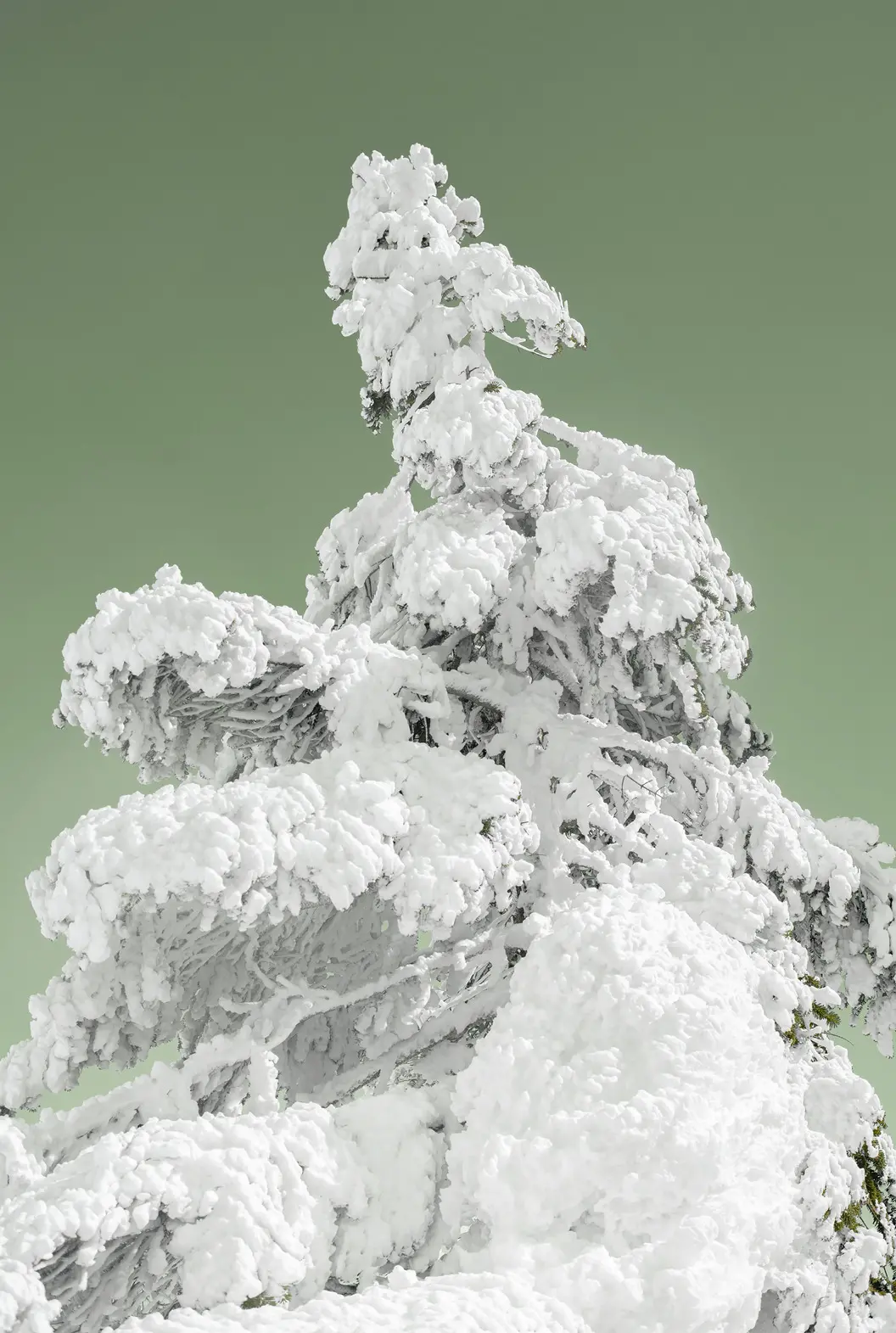 Ice-covered Tree（1/ed10+AP1）